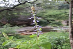 Plectranthus barbatus